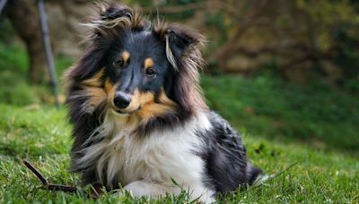 32 things to love about the Shetland Sheepdog