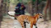 Surreal footage shows tiger chasing bear through forest