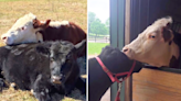 The Gentle Barn Shares Sweet Stories of How Their Animals 'Fell in Love'