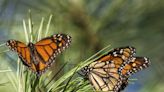 Op-Ed: The parallel struggles of human and monarch migration