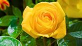 'Feed roses three kitchen scraps to keep them blooming all summer'