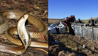 Did An Accident On I-25 In Casper, Wyoming Release Hundreds Of King Cobras? Truth Behind Viral Post