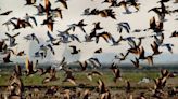 Deadly bird flu detected in California wild birds again. Which counties have cases?