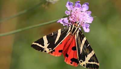 Butterflies found in new places as climate change pushes species north