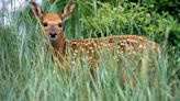 Fawn on a lawn? Leave the baby deer alone, DNR says.