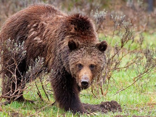 Shaking hiker films scarily close encounter with grizzly bear