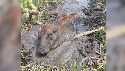 Watch as volunteers rescue Ruby the cow after she got stuck in Oregon mud for over a day