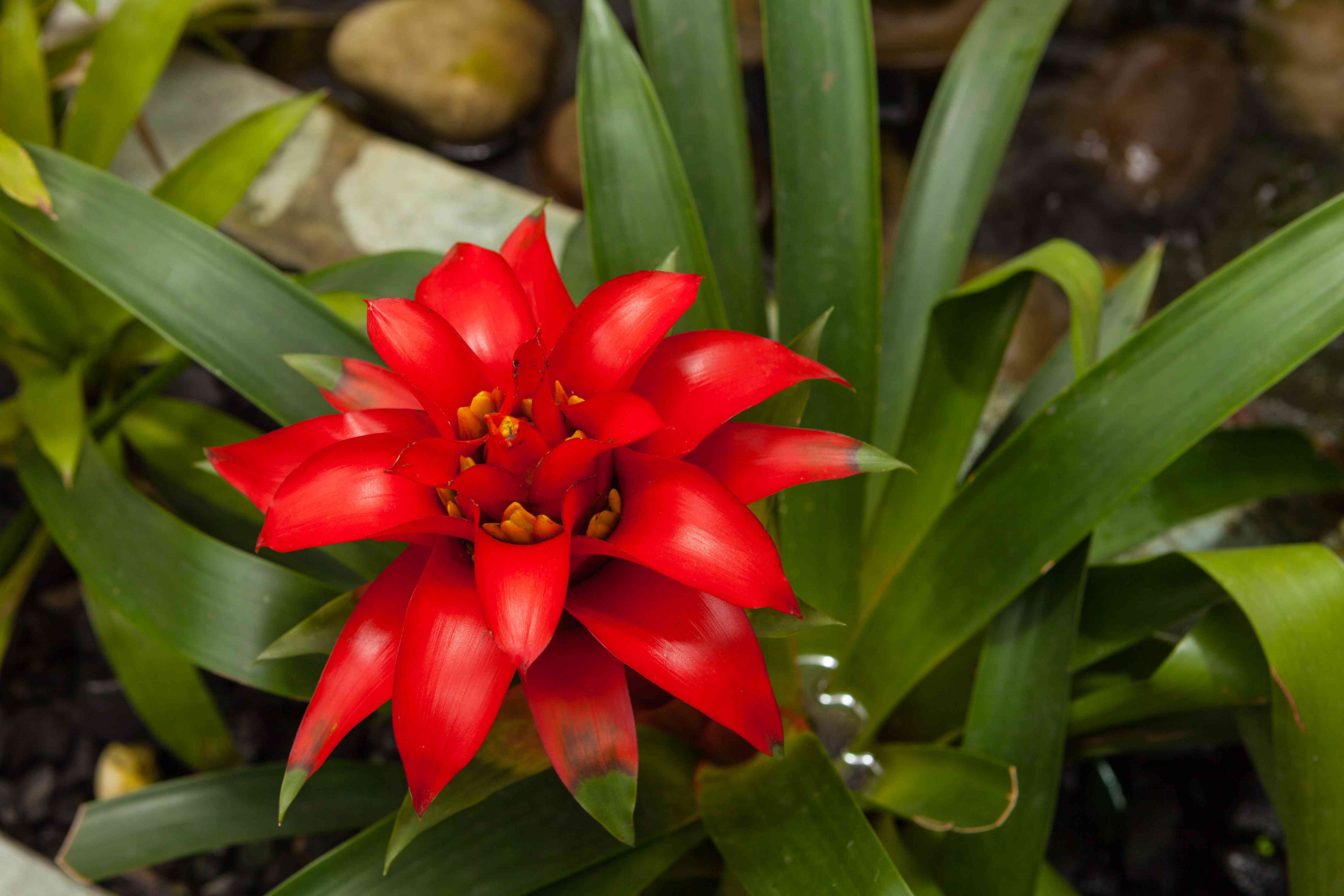How to Grow Guzmania Bromeliads for Perfect Blooms At Home