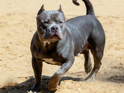 People Are Calling Ranch Bully Dog a ‘Personality Hire’ After Hilarious Video Online