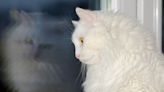 White Maine Coon Desperate To Go Outdoors Finally Gets His Big Moment