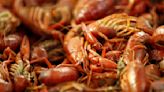 Drought pinched Louisiana's crawfish harvest, but mudbug fans are weathering the shortage
