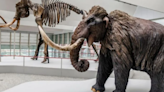 Hallazgo sin precedentes: encontraron restos de un mamut de hace 40.000 años en una vinoteca