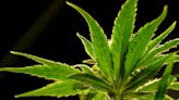 Will a DEA reclassification of marijuana put the banking industry at ease? Cannabis companies hope so.