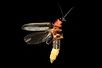 A Galaxy of Fireflies – or Not: Researchers Study Lighting’s Effects on ...