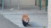 Police called after escaped red panda wanders half a mile to snack on apples