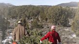 Where to cut Christmas trees: Closest locations to Las Vegas
