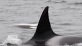 'Prolific' killer whale matriarch Wake presumed dead after nearly a year without a sighting
