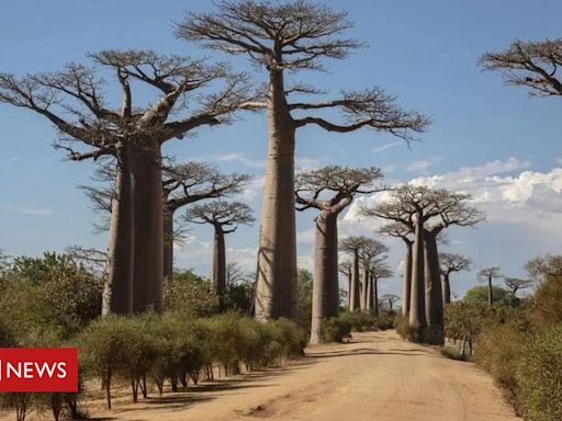 Baobás: cientistas revelam mistério em torno da origem da 'árvores da vida'