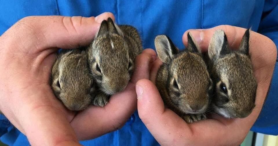 A wildlife rehabber in Denton battles urbanization, encroaching development to rescue animals