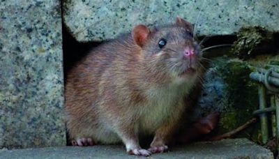 Estados Unidos: qué es la leptospirosis, la enfermedad de las ratas que preocupa a todo Nueva York y que contagia a humanos