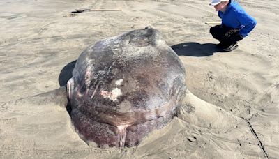 Giant fish that washed ashore on the Oregon coast is rarer than it seems