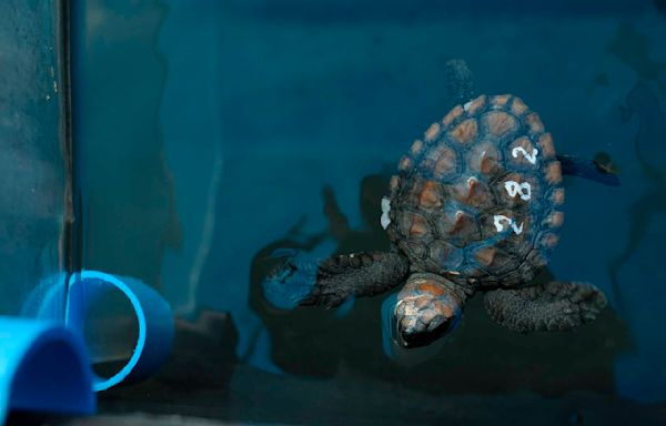 Over 500 baby sea turtles washed ashore in a big storm off South Africa. Here's the rescue effort