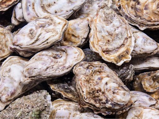 Biological Beacons: How Oyster Sanctuaries Are Guiding Ecological Restoration in Chesapeake Bay