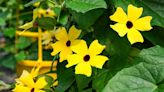 13 Best Climbing Plants for Your Backyard Pergolas, Fences, and Trellises