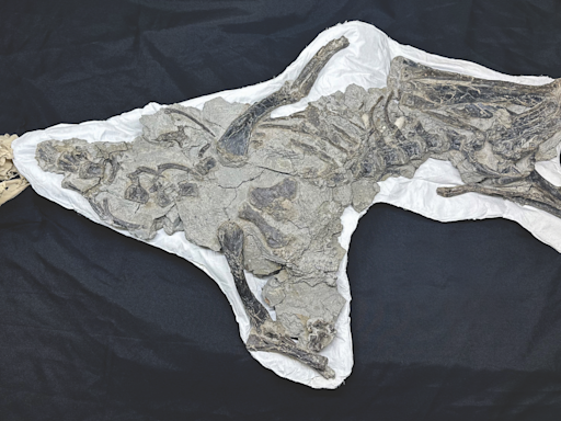 Strong arms, big feet: NC State paleontologists discover a digger of a dinosaur