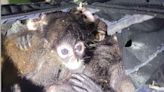 7 endangered spider monkeys found inside migrant's backpack in Texas