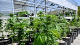 Recreational marijuana: New policy for Ohio’s 48,000 state employees allows roughly half to use off the clock