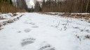 A Complete Guide to Animal Tracks