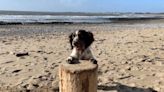 'It's not the dogs that are the problem': Welsh city proposes change to dog ban rule on beaches
