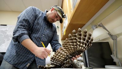 To save spotted owls, US officials plan to kill hundreds of thousands of another owl species