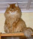 Siberian cat