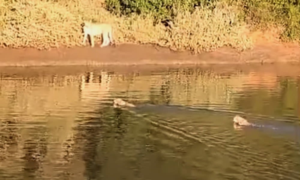 Cheetah and cubs cross river in rare video; ‘I was holding my breath’