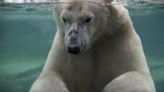 Rough play led to Baffin the polar bear’s drowning death, Calgary Zoo officials say | Globalnews.ca