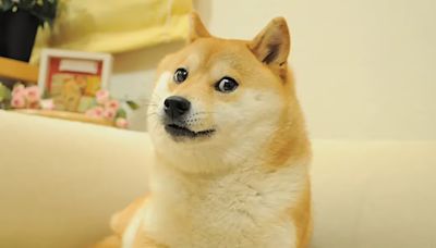 Doge 原型柴犬「かぼす」返回汪星，終年 18 歲