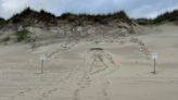 Cape Hatteras celebrates first loggerhead turtle nest of the season