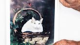 Creme Puff, el gato que vivió 38 años, y otras historias de felinos que parecen eternos