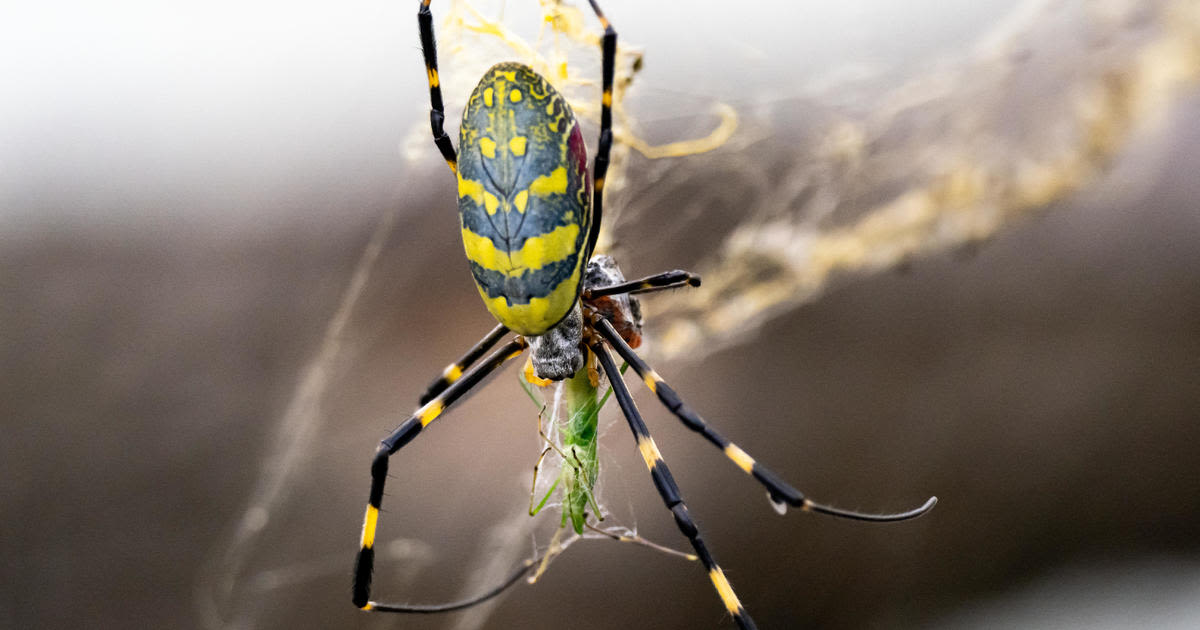 Wary of giant, parachuting Joro spiders? Here's what to know.