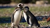 Pingüinos en peligro