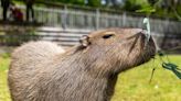 Zoo’s capybaras find love in their own version of ‘The Bachelor’