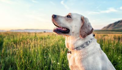 Young Couple Adopts Senior Lab Mix After Grandmother's Death and Everyone's in Tears