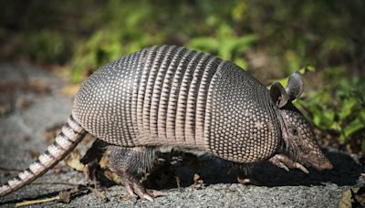 Why Texas armadillos are going by a new name