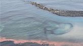 澎湖七美珊瑚產卵大爆發 雙心石滬開起粉紅派對 - 生活