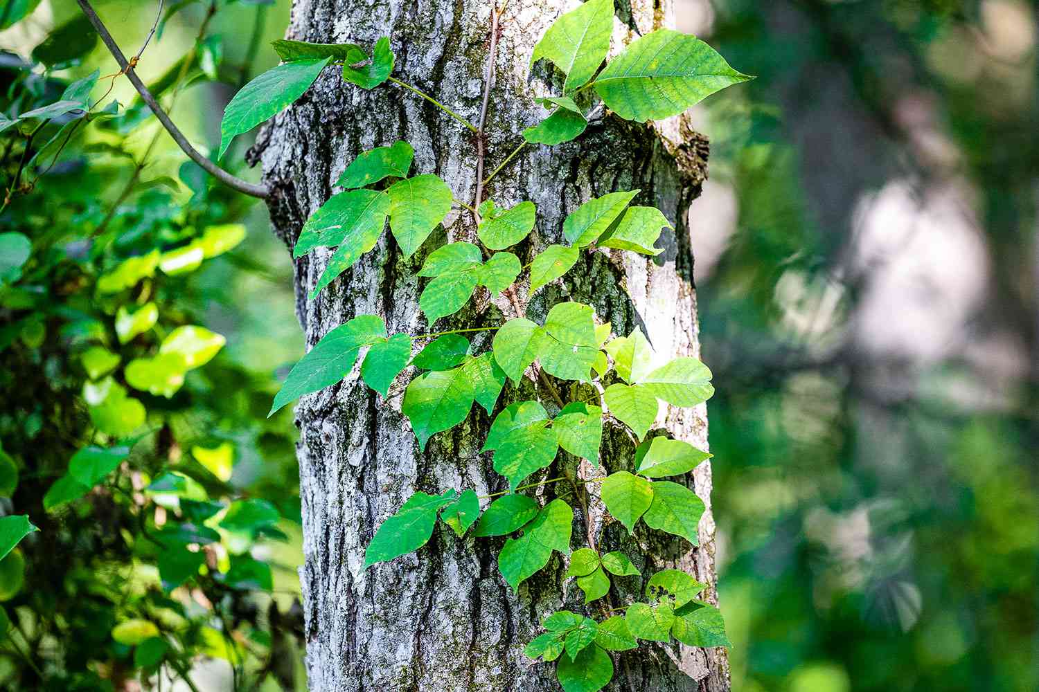 How to Safely Remove Poison Ivy From Your Yard