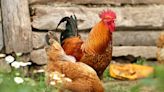 Flock of noisy feral chickens keeping village residents up at night - UPI.com