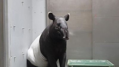 日本馬來貘英雄來台後無生命跡象！台北市立動物園待釐清原因後說明