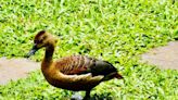 Kollam Man's Green Oasis Attracts Rare Fulvous Whistling Duck Family - News18